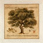 Chene Liege De La Garrigue by Pascal Cessou