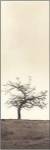 Cherry Blossom Tree by Alan Blaustein