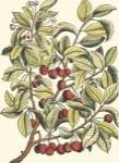 Cherry Tree Branch by Duhamel De Monceau