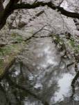 Cherry Trees Reflected in Moat of Hirosaki Park, Japan by Panoramic Images