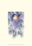 Chickadee in White Pine by Janet Mandel