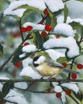 Chickadees And Holly Branch by William Vanderdasson