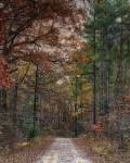 Chickasaw Forest In Autumn 1 by Jai Johnson