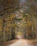 Chickasaw Forest In Autumn 2 by Jai Johnson