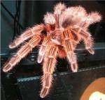 Chilian Fire Hair Tarantula