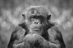Chimp by SD Smart