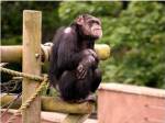 Chimp - The revelation