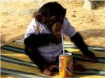 Chimp - Time for a drink