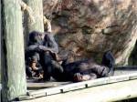 Chimps - Just Chillin