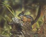 Chipmunk by William Vanderdasson