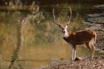 Chital at Water's Edge in Bandhavgarh National Park, India by Dee Ann Pederson / Danita Delimont