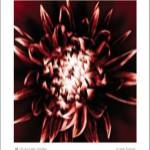 Chocolate Dahlia by Mark Baker