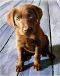 Chocolate Lab Gus by Robert McClintock