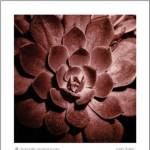 Chocolate Sempervivum by Mark Baker
