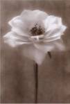 Christine Zalewski - Antique Rose Size 14x11 by Christine Zalewski