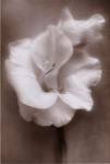 Christine Zalewski - Gladiolus Size 14x11 by Christine Zalewski