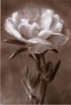 Christine Zalewski - Purslane Size 14x11 by Christine Zalewski