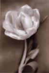 Christine Zalewski - Tulip Size 14x11 by Christine Zalewski