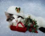 Christmas Kitten In The Snow by Jai Johnson
