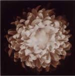 Chrysanthemum 8x8 by Melissa Springer