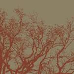 Cinnamon Tree II by Erin Clark