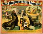 Circus Seals