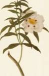 Cistus Ladaniferus by George Dionysiu Ehret