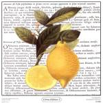 Citrus Edition I by Cory Bannister