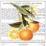 Citrus Edition II by Cory Bannister