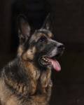 Classic German Shepherd by Jai Johnson