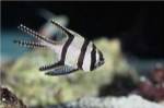 Close-up of a Banggai Cardinalfish