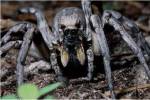 Close-up of a Carolina Wolf Spider