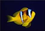 Close-up of a Clown Fish swimming