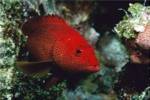 Close-up of a coney fish swimming underwater, Cozumel, Mexico
