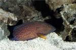 Close-up of a Coral Grouper
