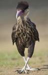 Close-up of a Crested caracara (Polyborus plancus), Brazil by Panoramic Images