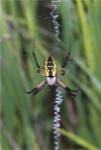 Close-up of a Garden Spider