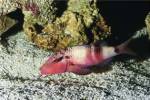 Close-up of a Goatfish