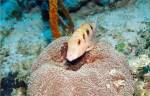 Close-up of a goatfish swimming underwater