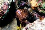 Close-up of a grouper fish hiding, Bonaire, Netherlands Antilles