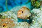 Close-up of a juvenile grouper fish swimming underwater, Belize