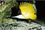 Close-up of a Longnose Butterflyfish