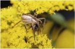 Close-up of a Lynx Spider carrying a bee