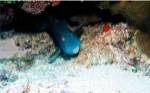 Close-up of a parrotfish swimming underwater