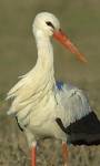 Close-up of an European white stork, Ngorongoro Conservation Area, Arusha Region, Tanzania (Ciconia ciconia) by Panoramic Images