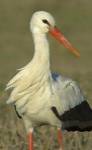 Close-up of an European white stork, Ngorongoro Conservation Area, Arusha Region, Tanzania (Ciconia ciconia) by Panoramic Images