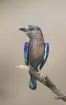 Close-up of an Indian roller (Coracias benghalensis), India by Panoramic Images