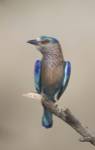 Close-up of an Indian roller (Coracias benghalensis), India by Panoramic Images