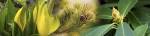 Close-up of buds of pine tree by Panoramic Images