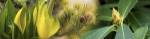 Close-up of buds of pine tree by Panoramic Images